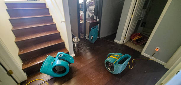 Best Mold removal after water damage  in Laguna Beach, FL