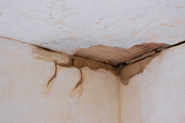 Best Professional water damage repair  in Laguna Beach, FL