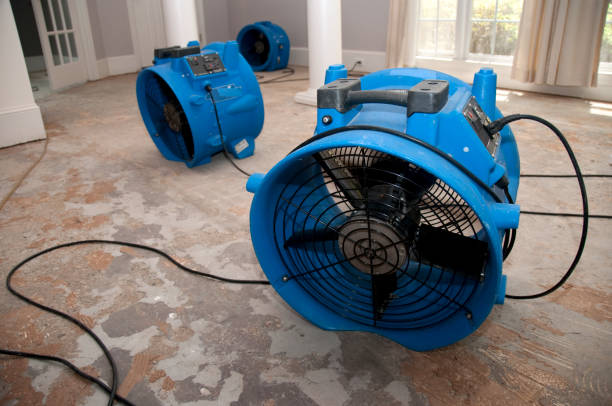 Best Water damage cleanup near me  in Laguna Beach, FL
